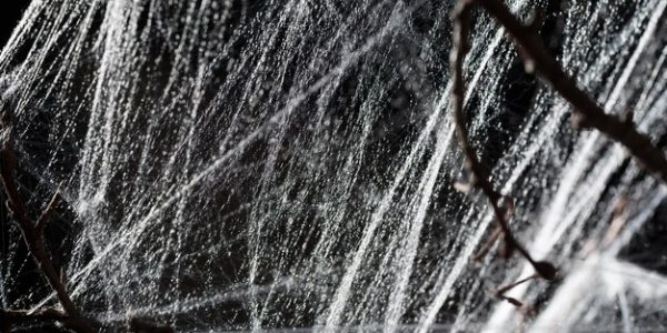 abstract-spiderweb-black_537415-1251