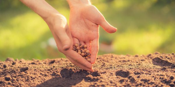 dirty-farmer-s-hand-puts-plant-seed-hole-soil