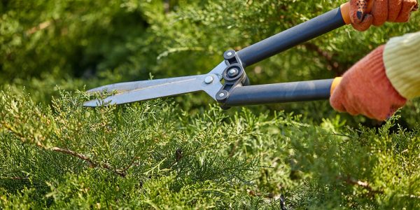Hands of gardener in orange gloves are trimming the overgrown green shrub using hedge shears on sunny backyard. Worker landscaping garden. Unknown gardener is clipping hedge in spring. Close up