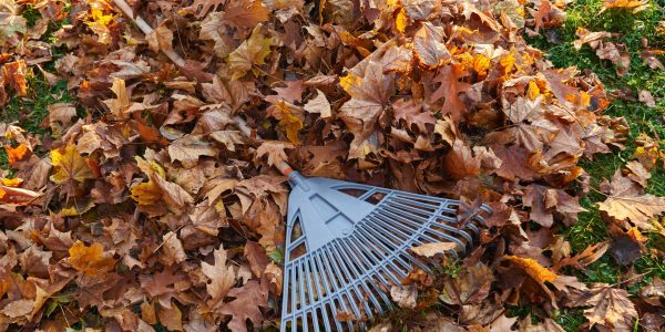 Plastic fan rake on pile of dry golden leaves in autumn season. View from above of raked leaves with leaf rake on top, on park grass lawn at sunny morning. Seasonal work, routine, autumn concept.