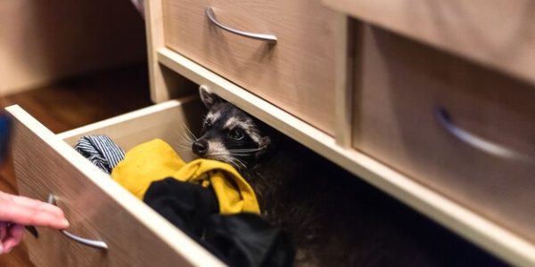 raccoon-sitting-drawer-wardrobe_524291-785
