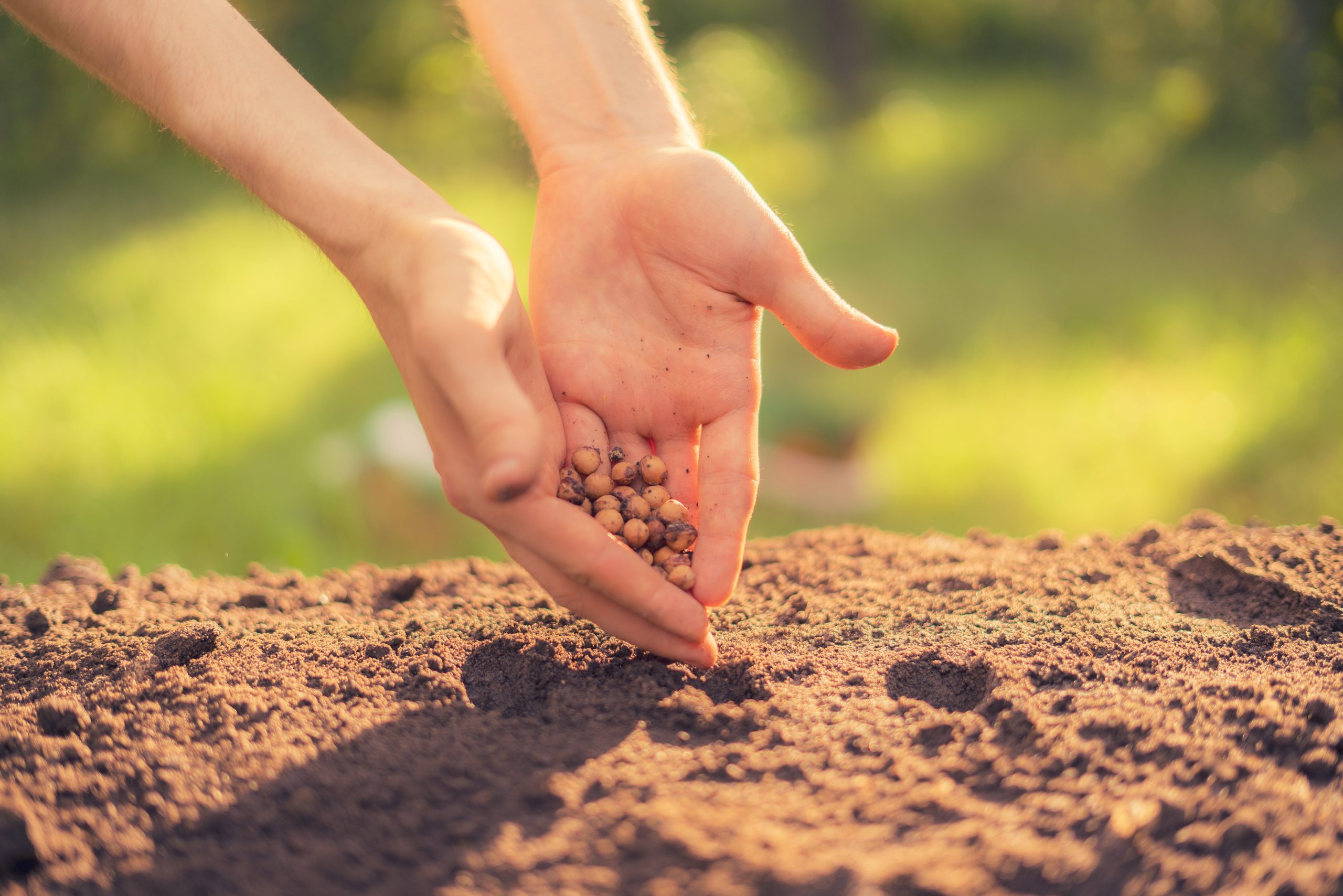 dirty-farmer-s-hand-puts-plant-seed-hole-soil
