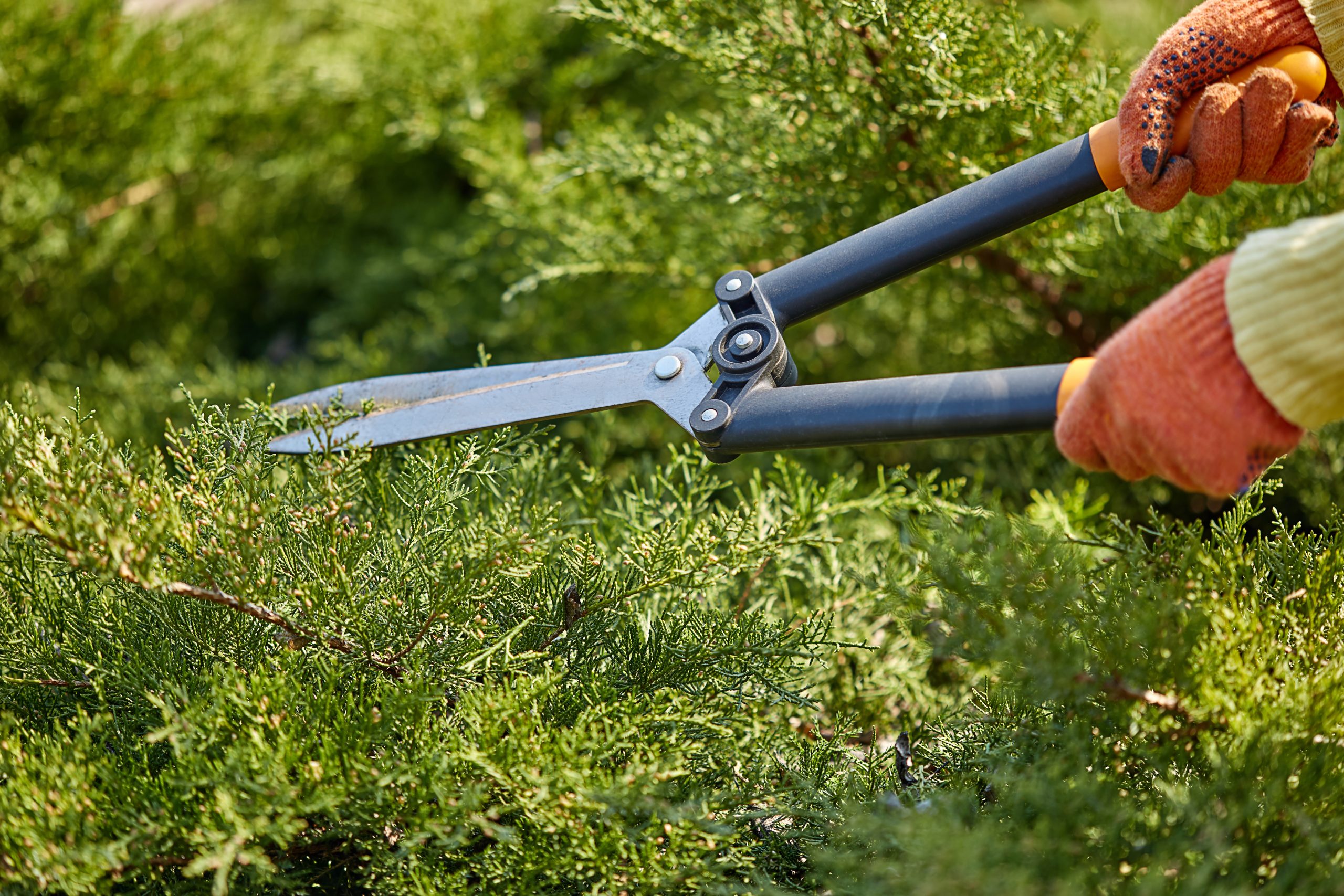 Hands of gardener in orange gloves are trimming the overgrown green shrub using hedge shears on sunny backyard. Worker landscaping garden. Unknown gardener is clipping hedge in spring. Close up