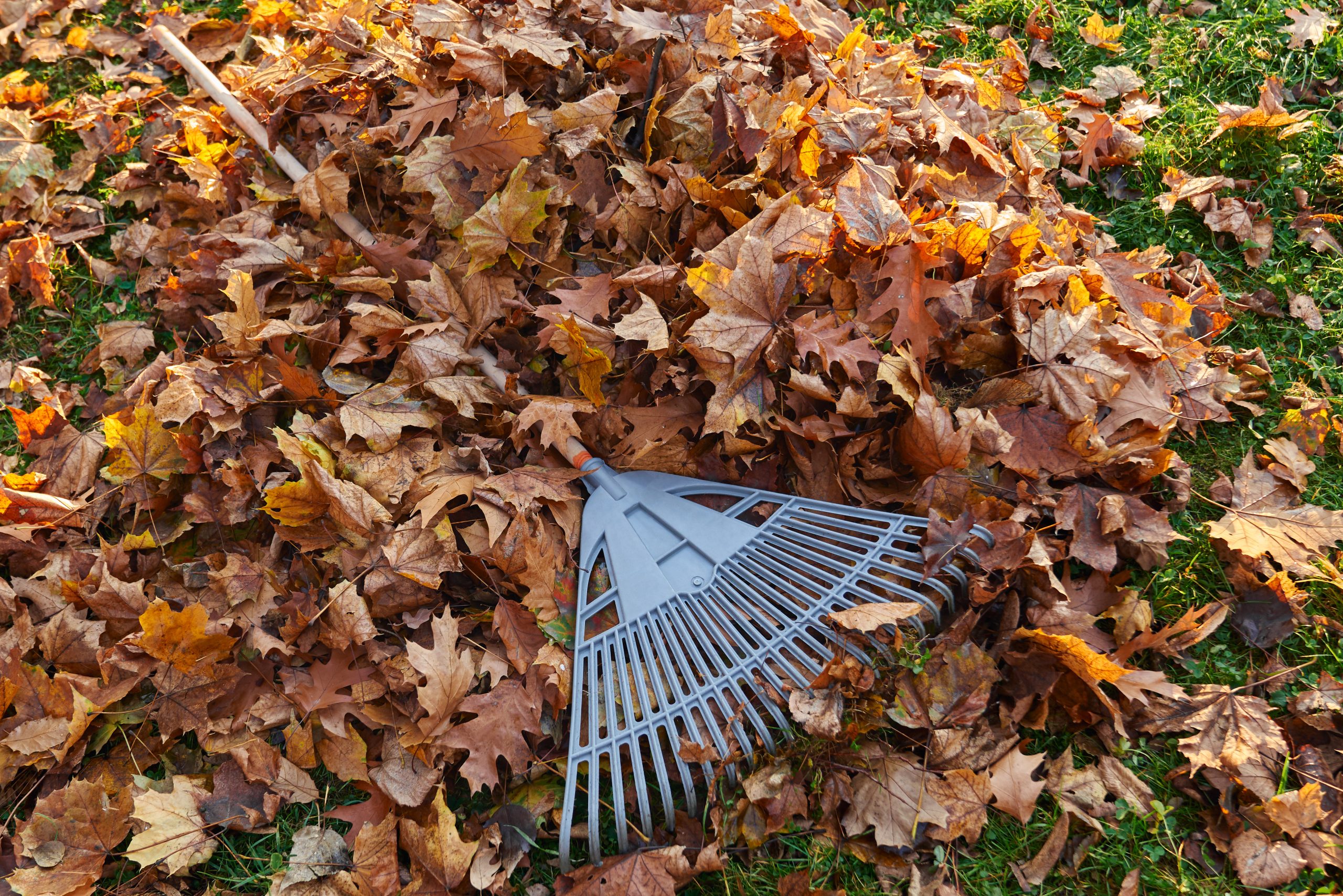 Plastic fan rake on pile of dry golden leaves in autumn season. View from above of raked leaves with leaf rake on top, on park grass lawn at sunny morning. Seasonal work, routine, autumn concept.