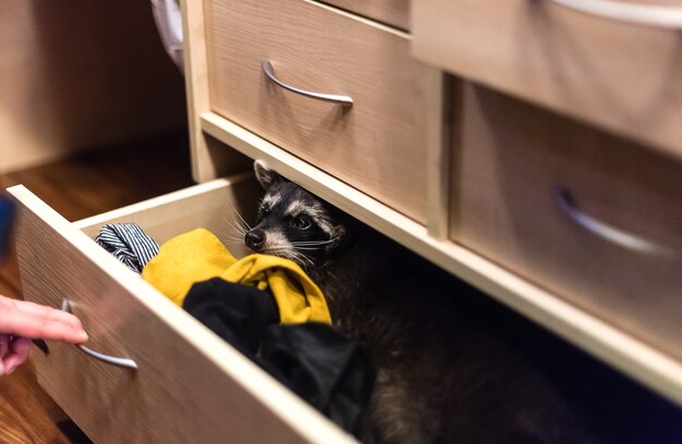 raccoon-sitting-drawer-wardrobe_524291-785